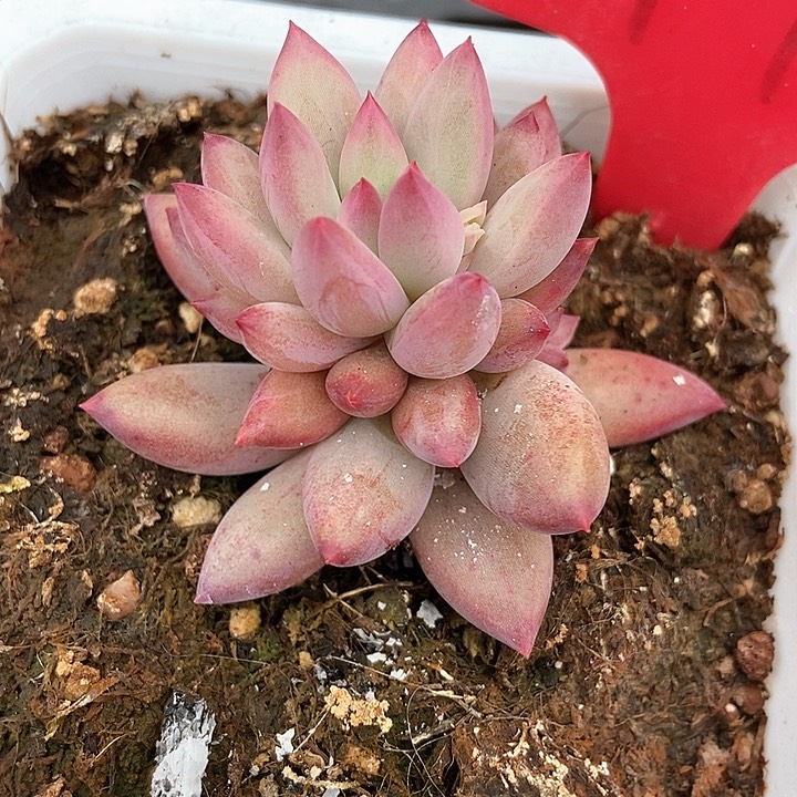 多肉植物虞美人148