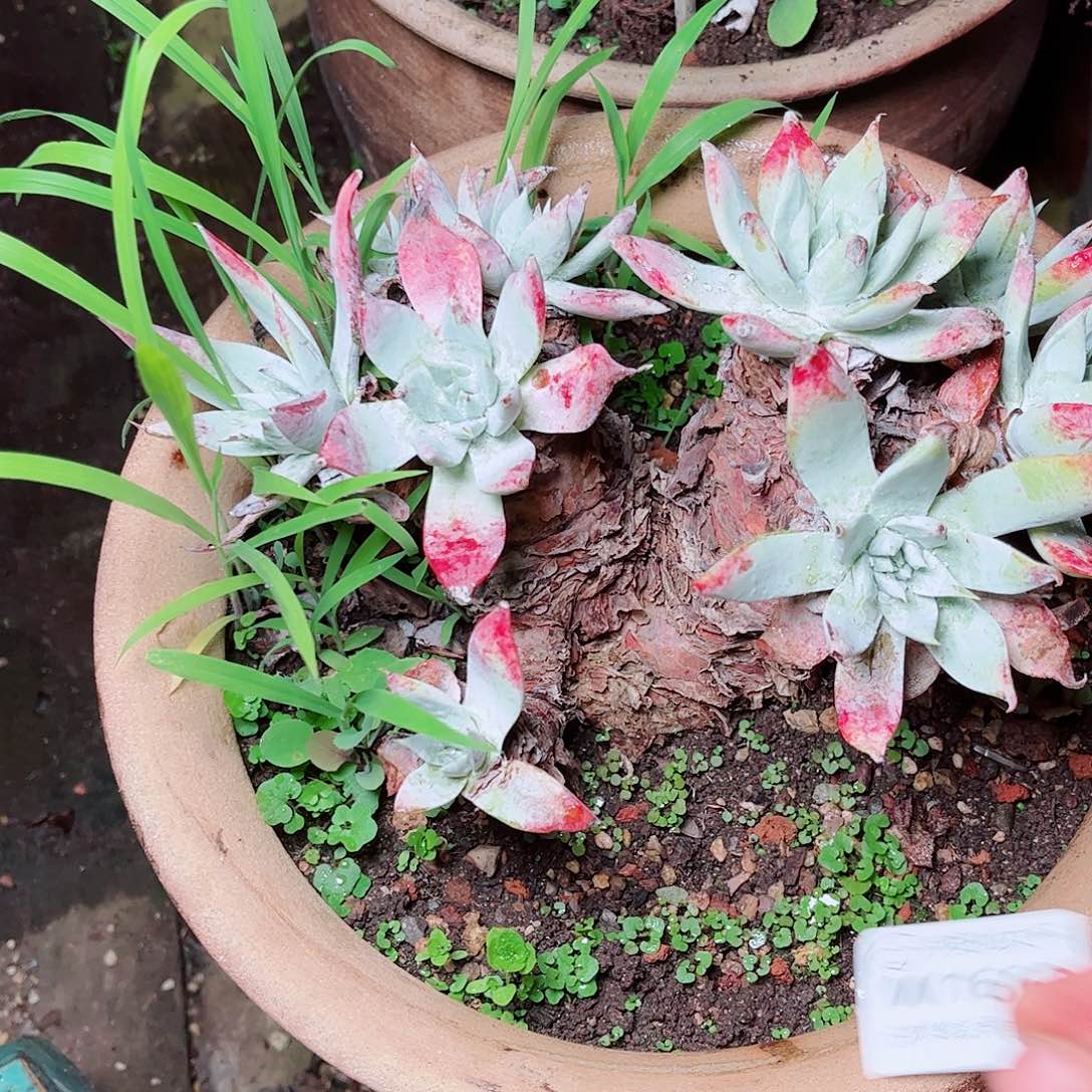 1662刘丹雪山多肉