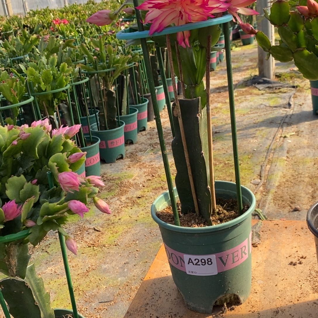 完全开放298嫁接073