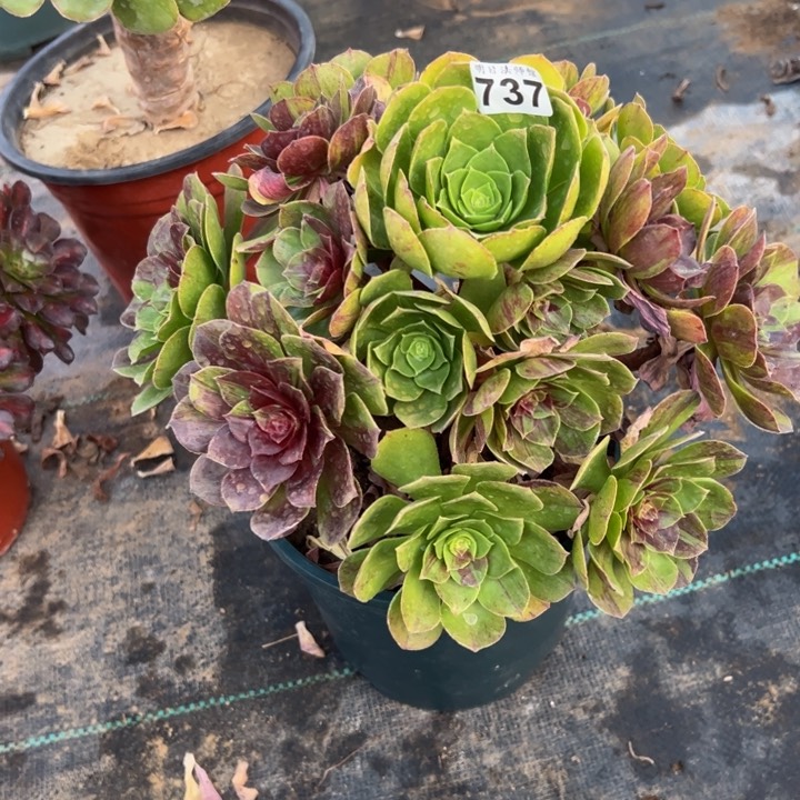 花月夜737多肉法师一物一拍