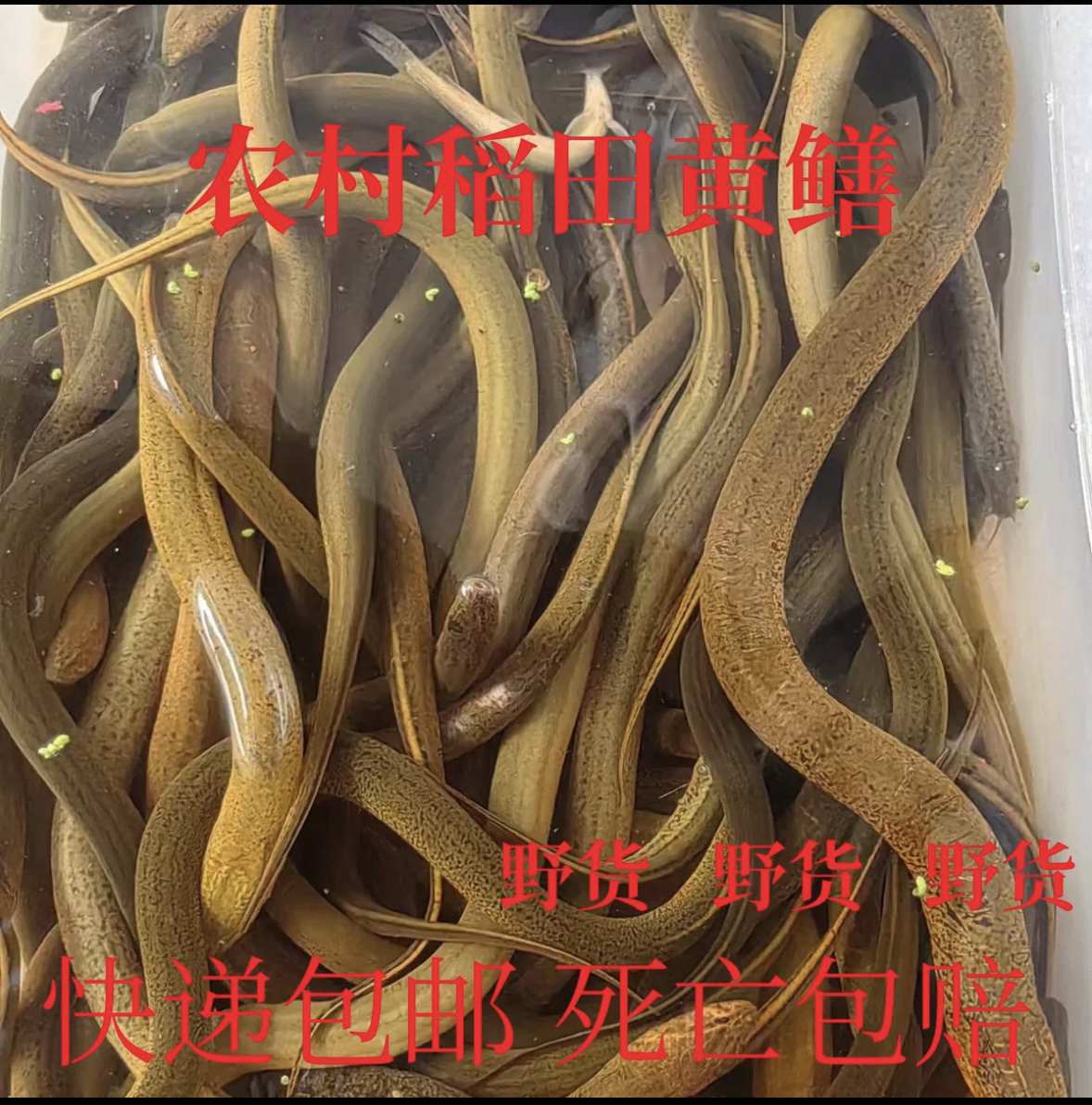 正宗皖南稻田芦苇土黄鳝野生7两左右