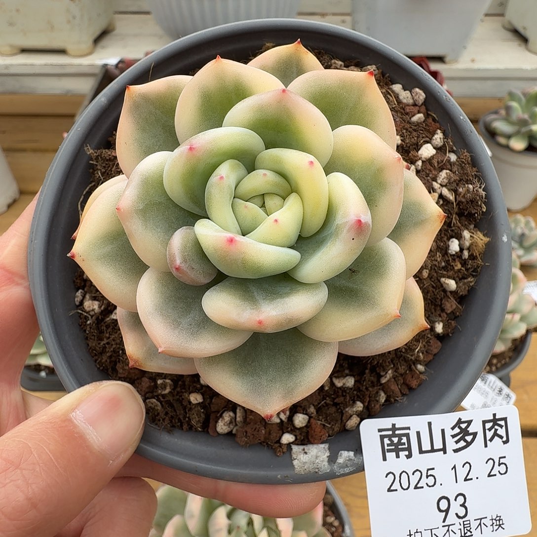 伊丽莎白锦111225-93