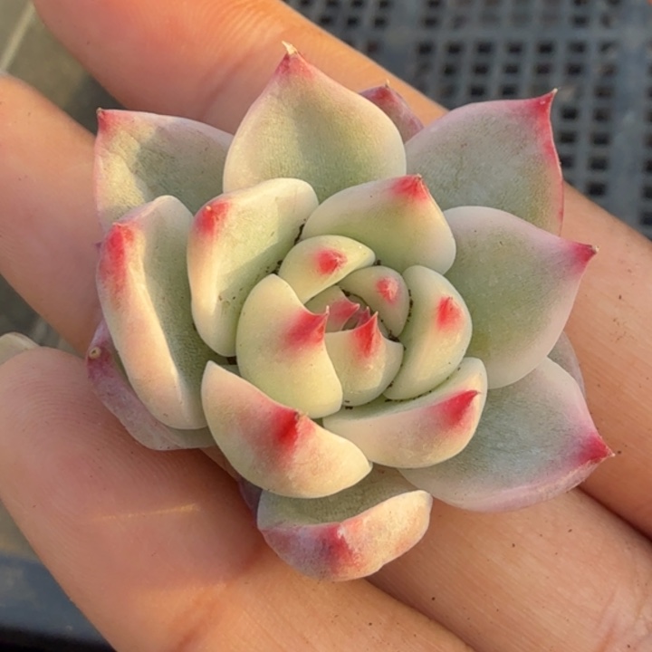 吉娃娃锦腹轮锦无根