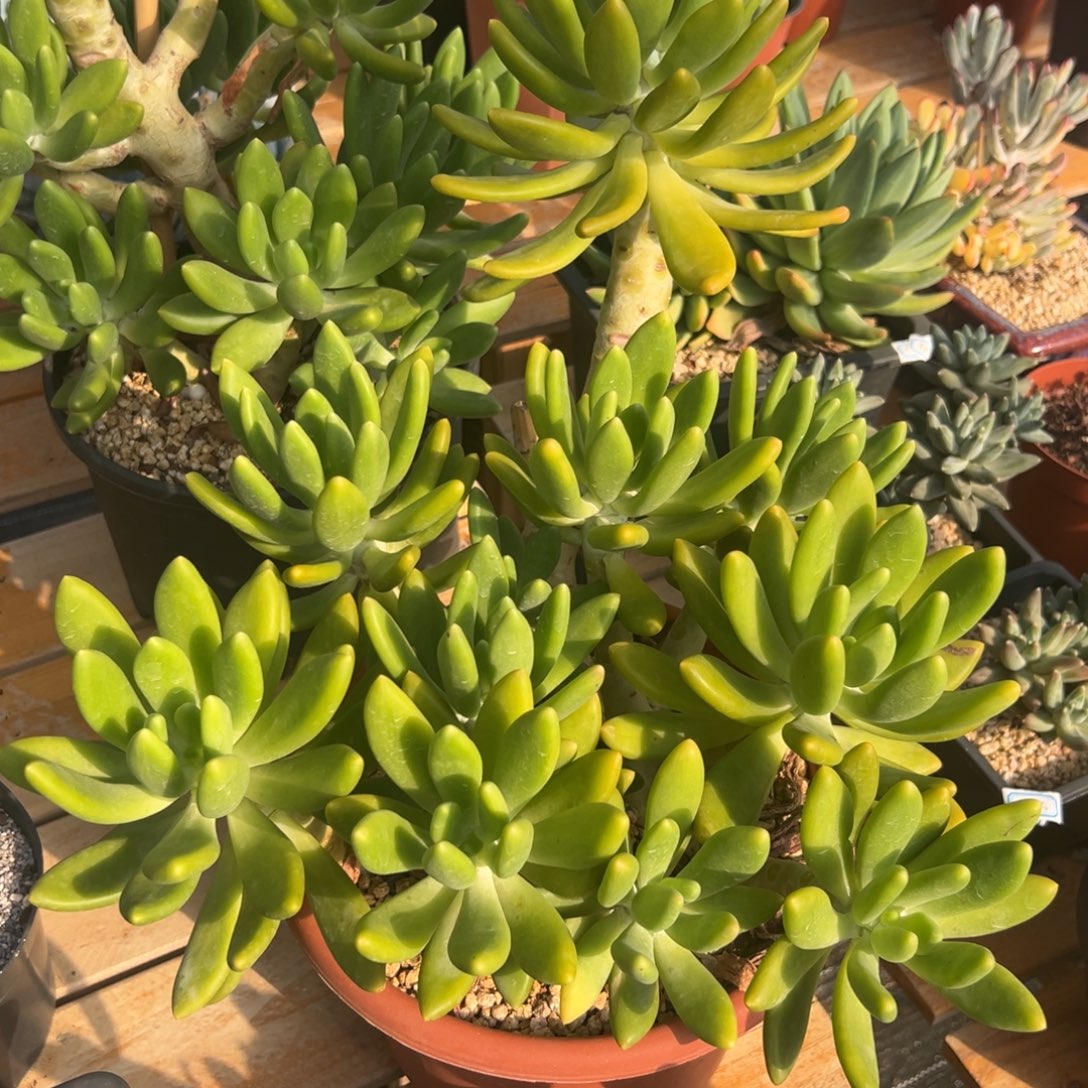多肉植物多头金蝉
