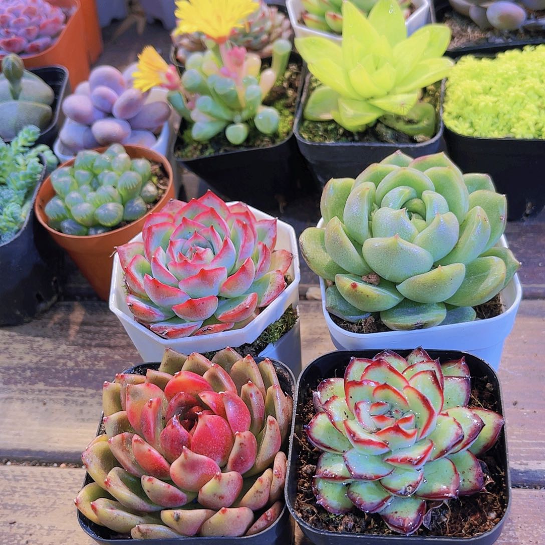 侧影➕白玫瑰➕黑水晶➕肉酱玫瑰