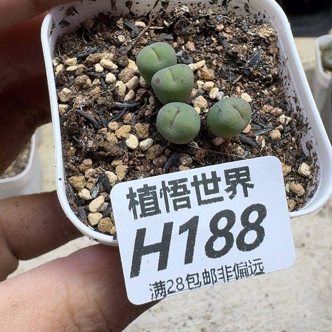 多肉植物drzw多肉植物