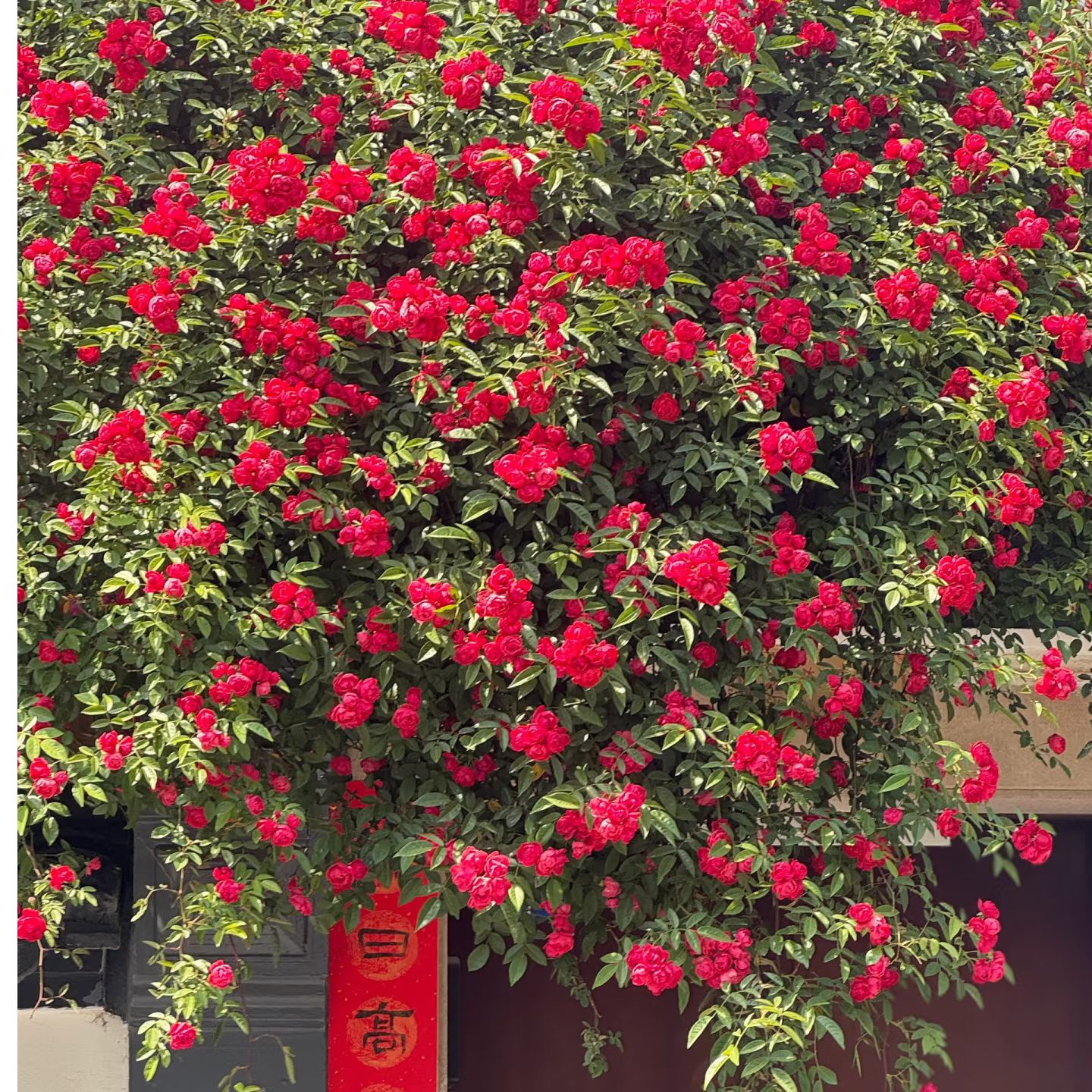 红木香花苗爬藤植物四季开花耐寒好养适合庭院阳台种植藤本石楠花