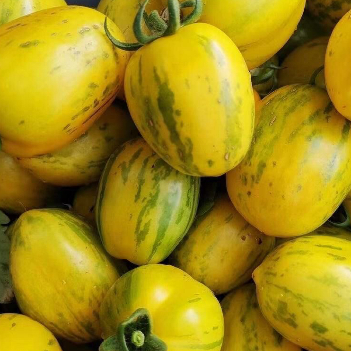【主播专属】东北黄虎皮柿子黄色皮球子农家花皮球柿新鲜水果包邮