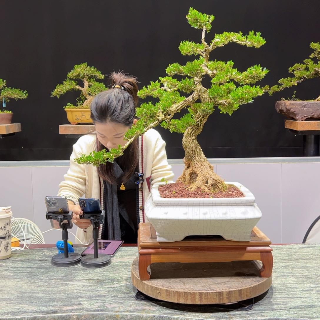 盆景盆景老字号的