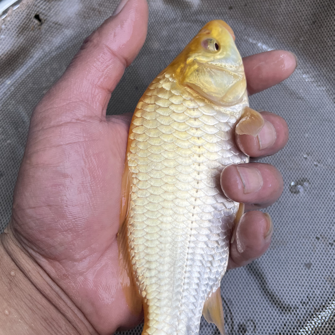 宠物观赏鱼黄猿宽体高背芒果色和红色芥子锦鲤