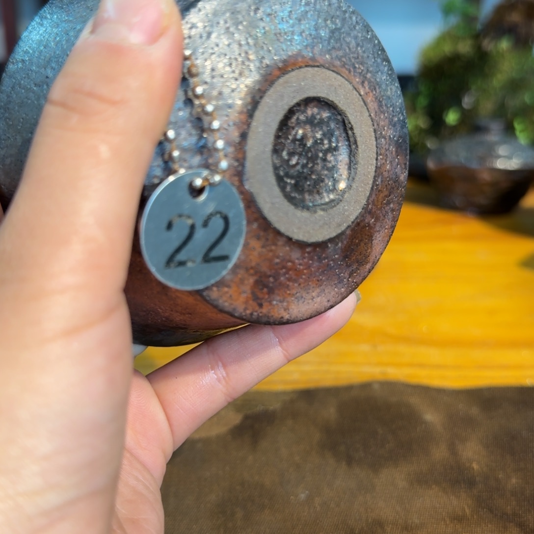 月**蝉荥经黑砂22号1只