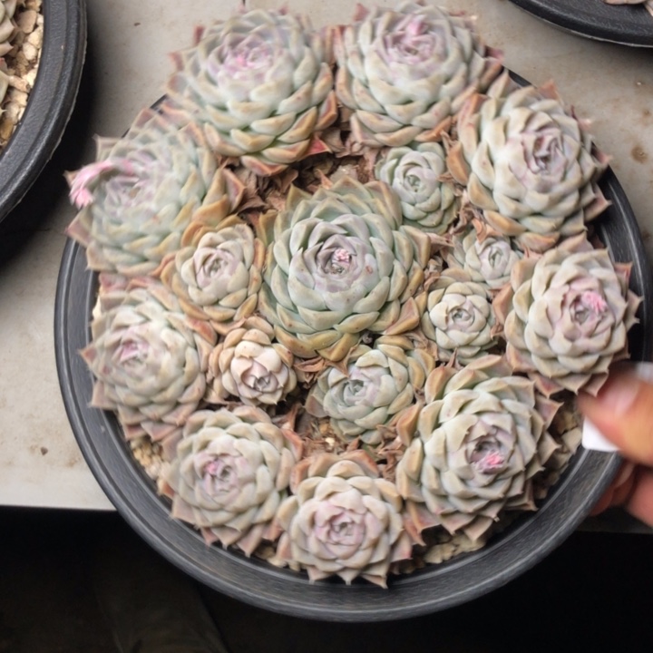 猫****啡14/////////////////