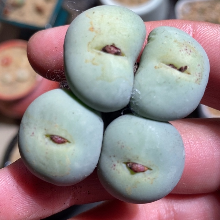 313一颗一颗一颗