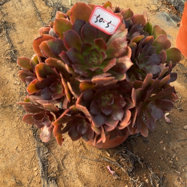 30-3恶魔的人不包售后