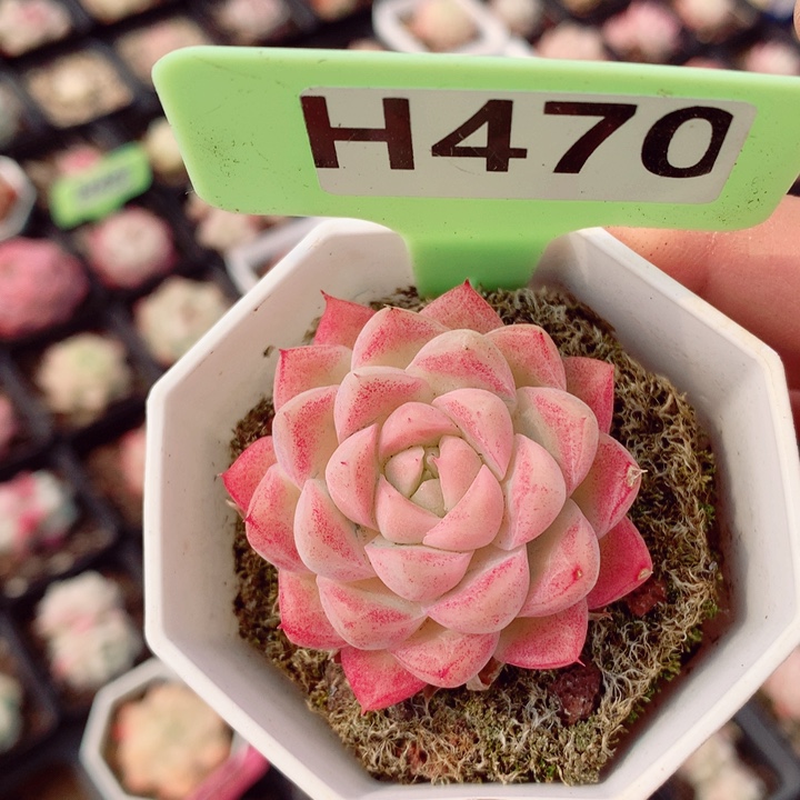 女王4.5cm多肉植物