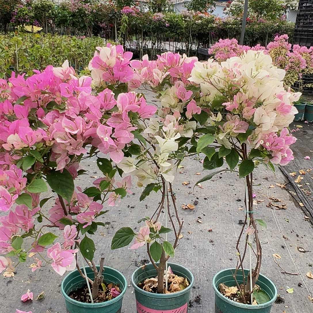 大部分花苞少量开放广红樱棒棒糖带竹一棵