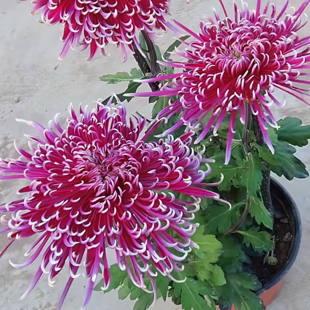 紫龙卧雪菊花苗3颗耐寒耐热