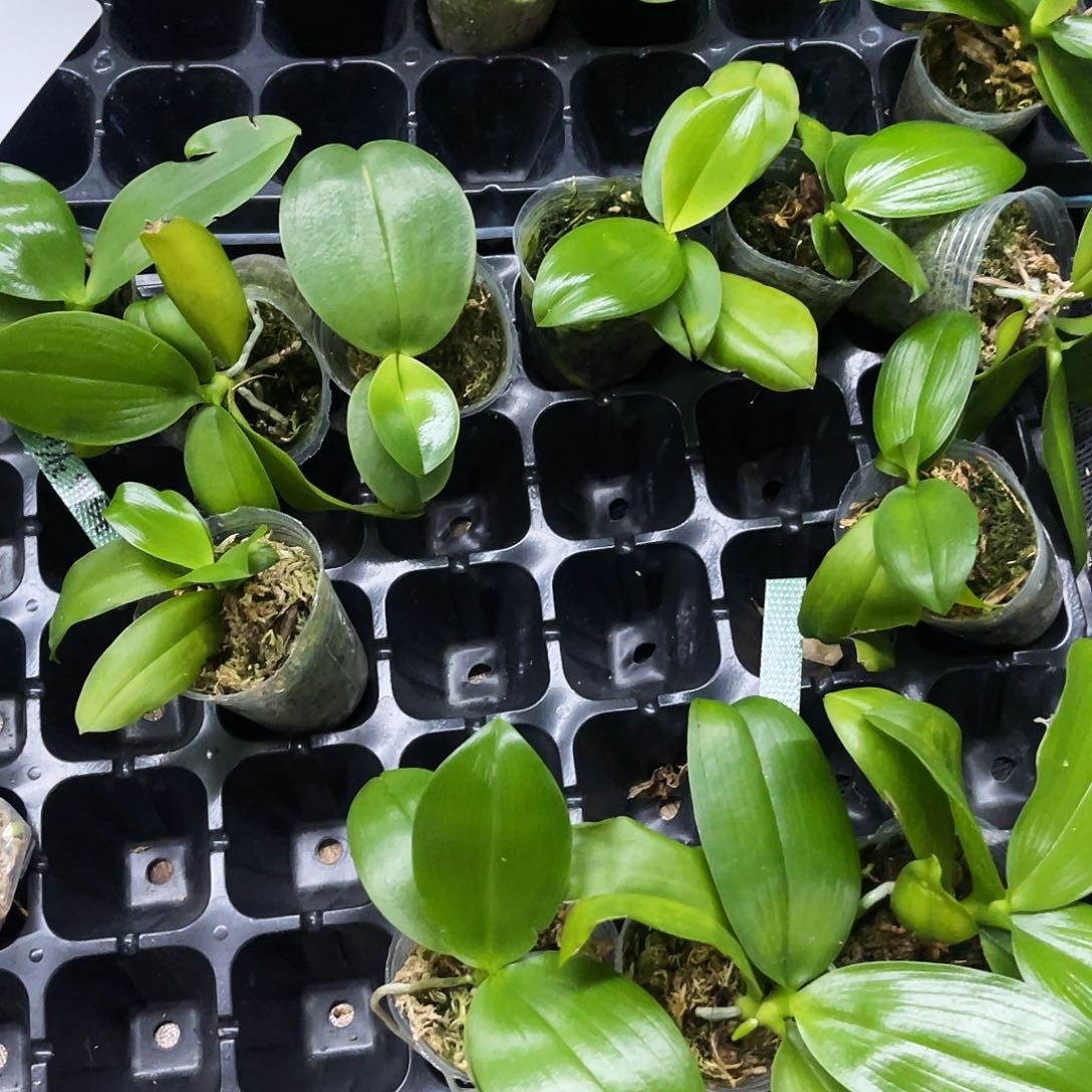 当前无花栽培后可以开花蝴蝶兰原生1.7