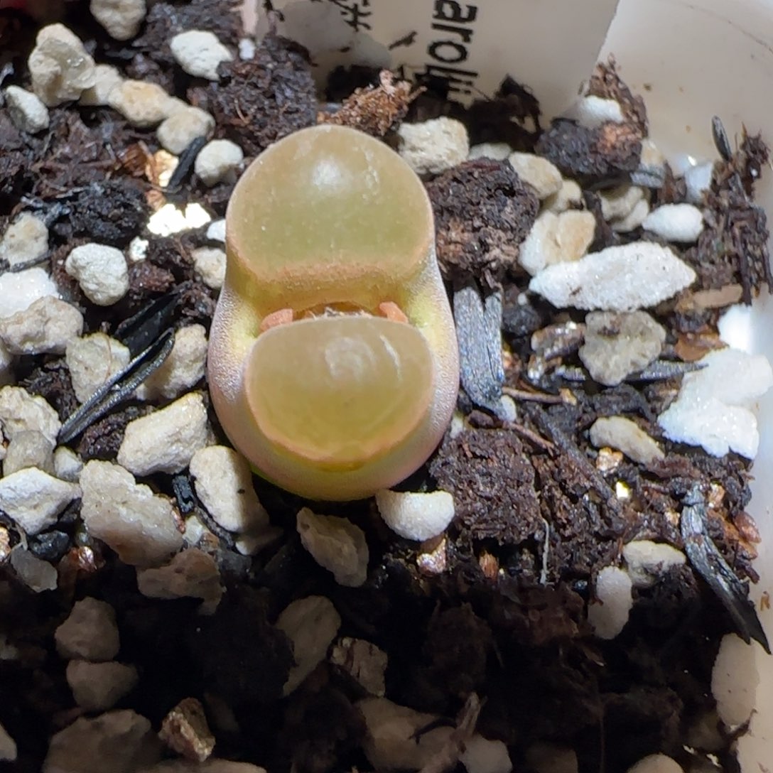 肉锥多肉植物百科25-磁铁803