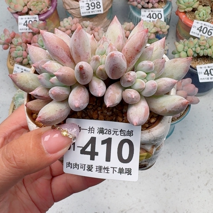 所罗门多肉植物多肉植物