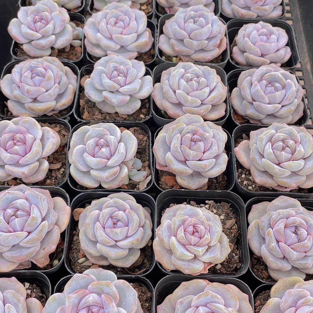 量拍9号 芋圆啵啵单头一个