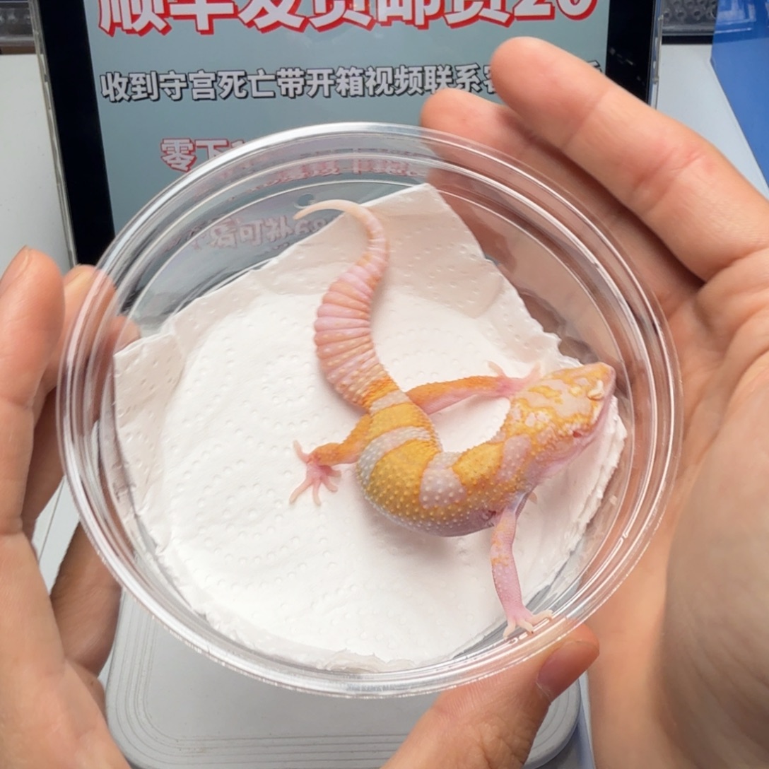 豹纹守宫无褐雷达母温