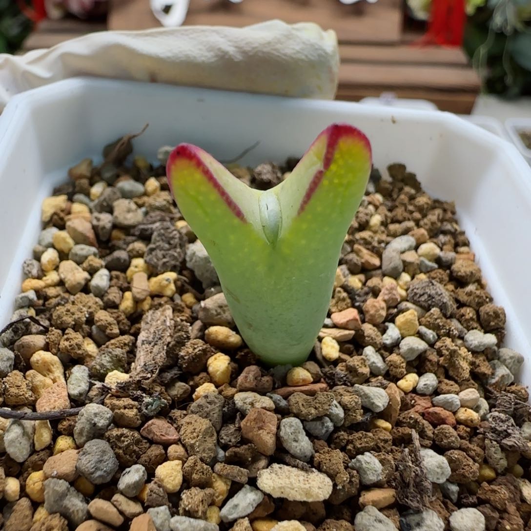 2-13-4-6当天满58包邮太好看了多肉脱土