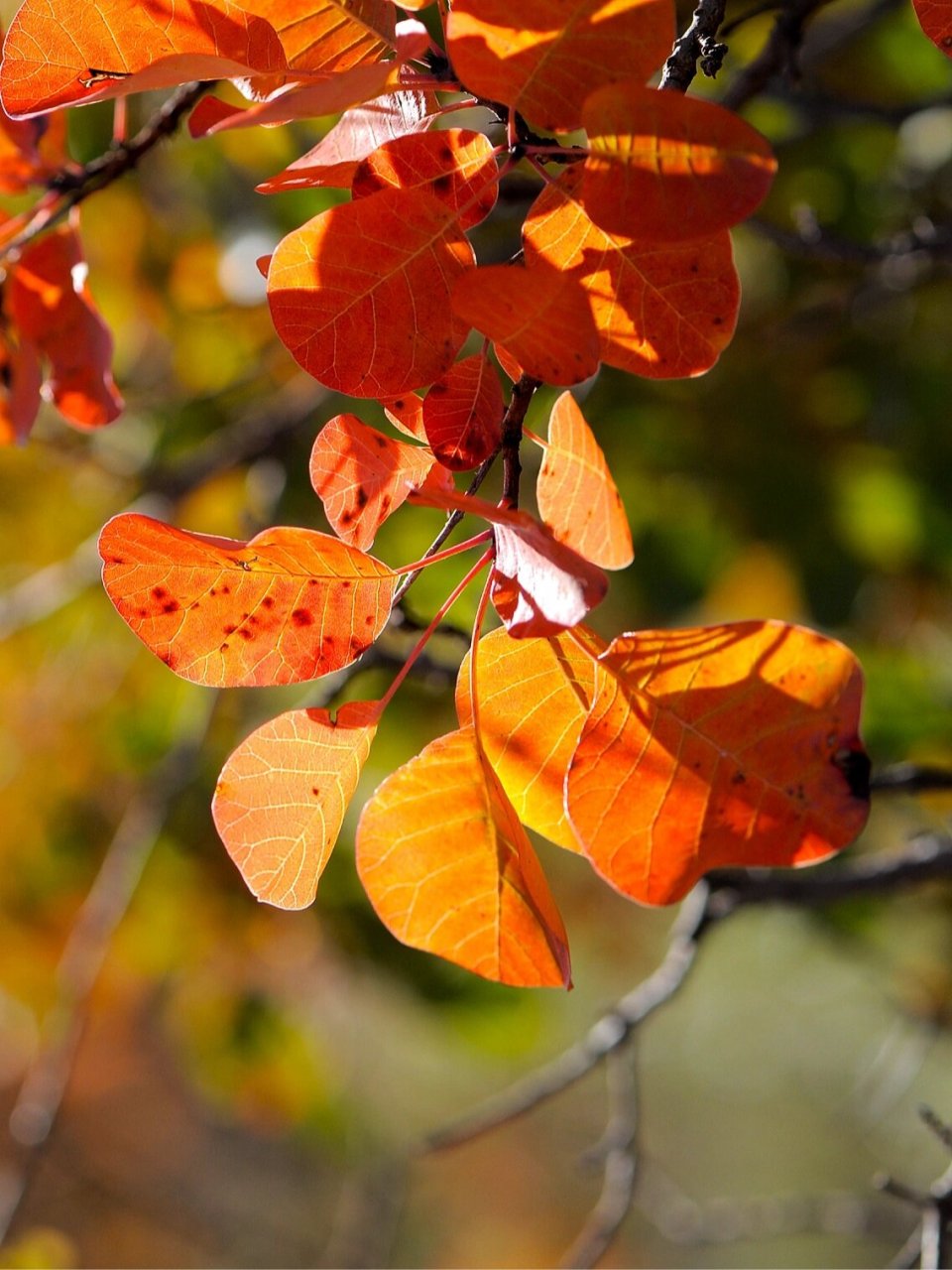 老桩黄栌刺梨盆景素材