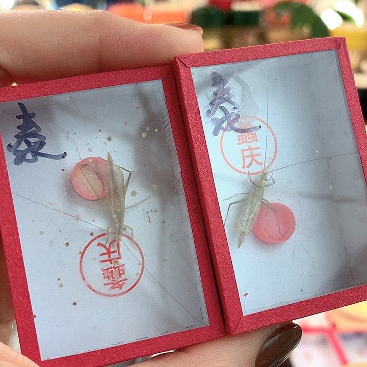 两只泰国竹蛉啊啊啊啊啊