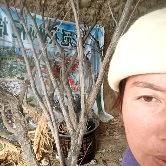 自***）完全开放文冠树一颗