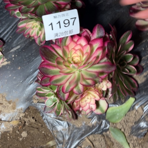 荔枝多肉多肉1197