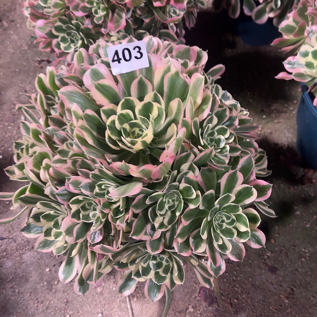 多肉植物白风403