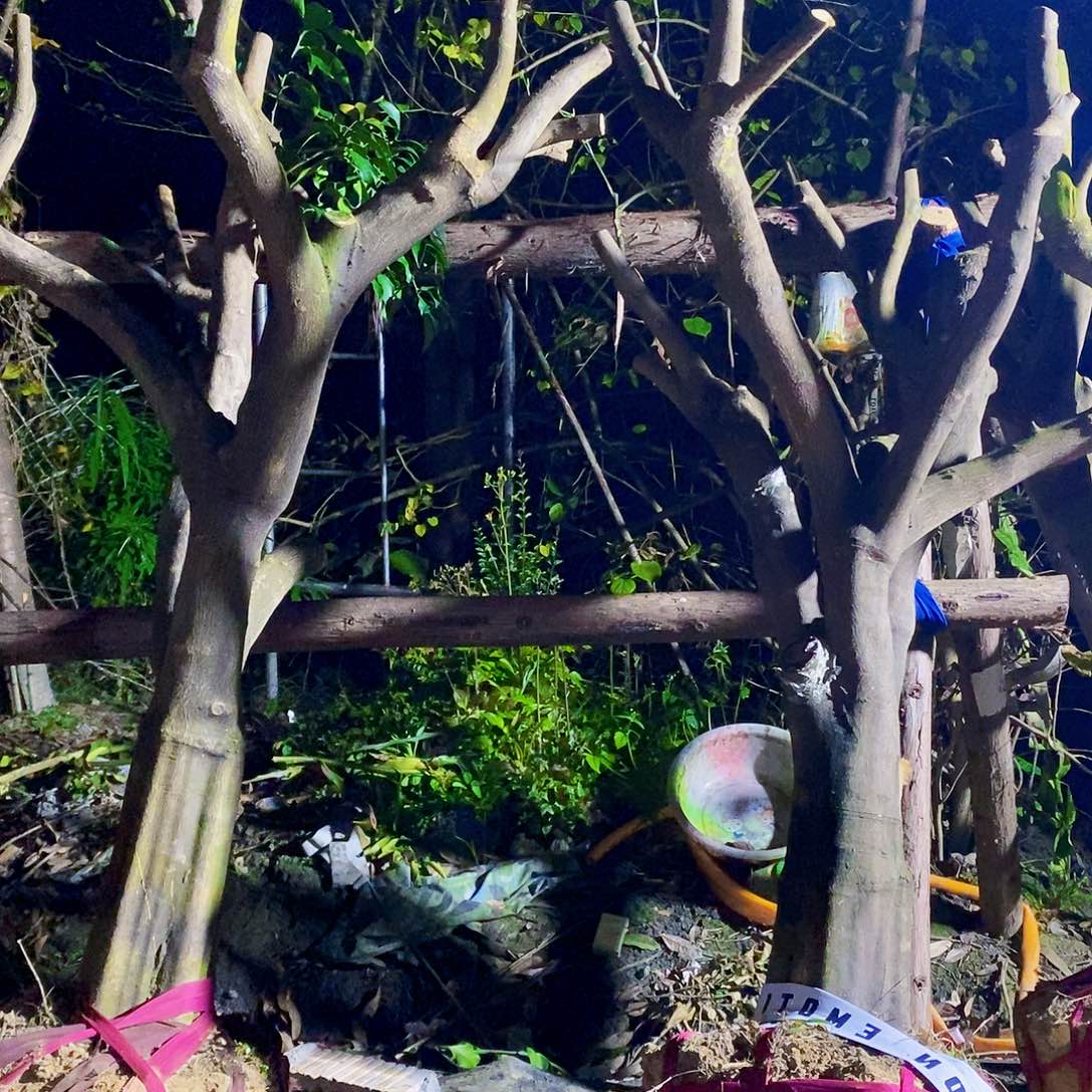 无花朵砂糖橘两颗优惠价