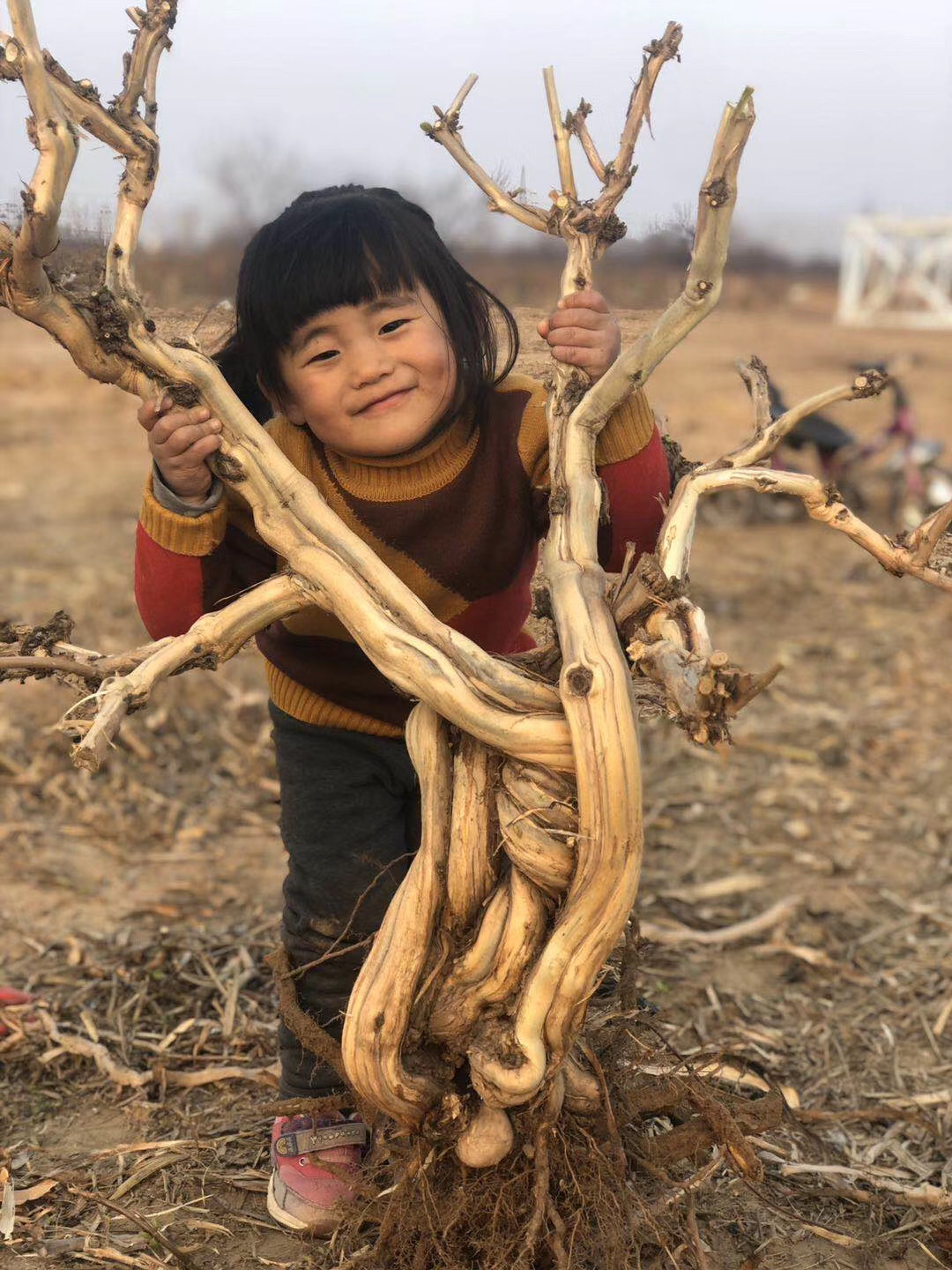 金银花盆栽老桩树桩绿植耐寒植物四季庭院花卉室内外盆景阳台树苗