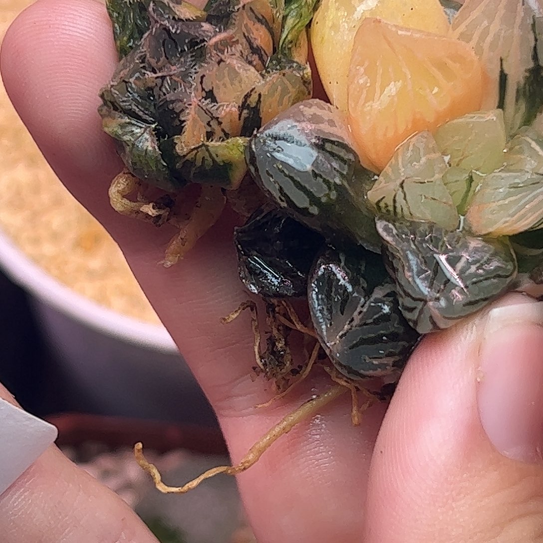 超值组合十二卷多肉739