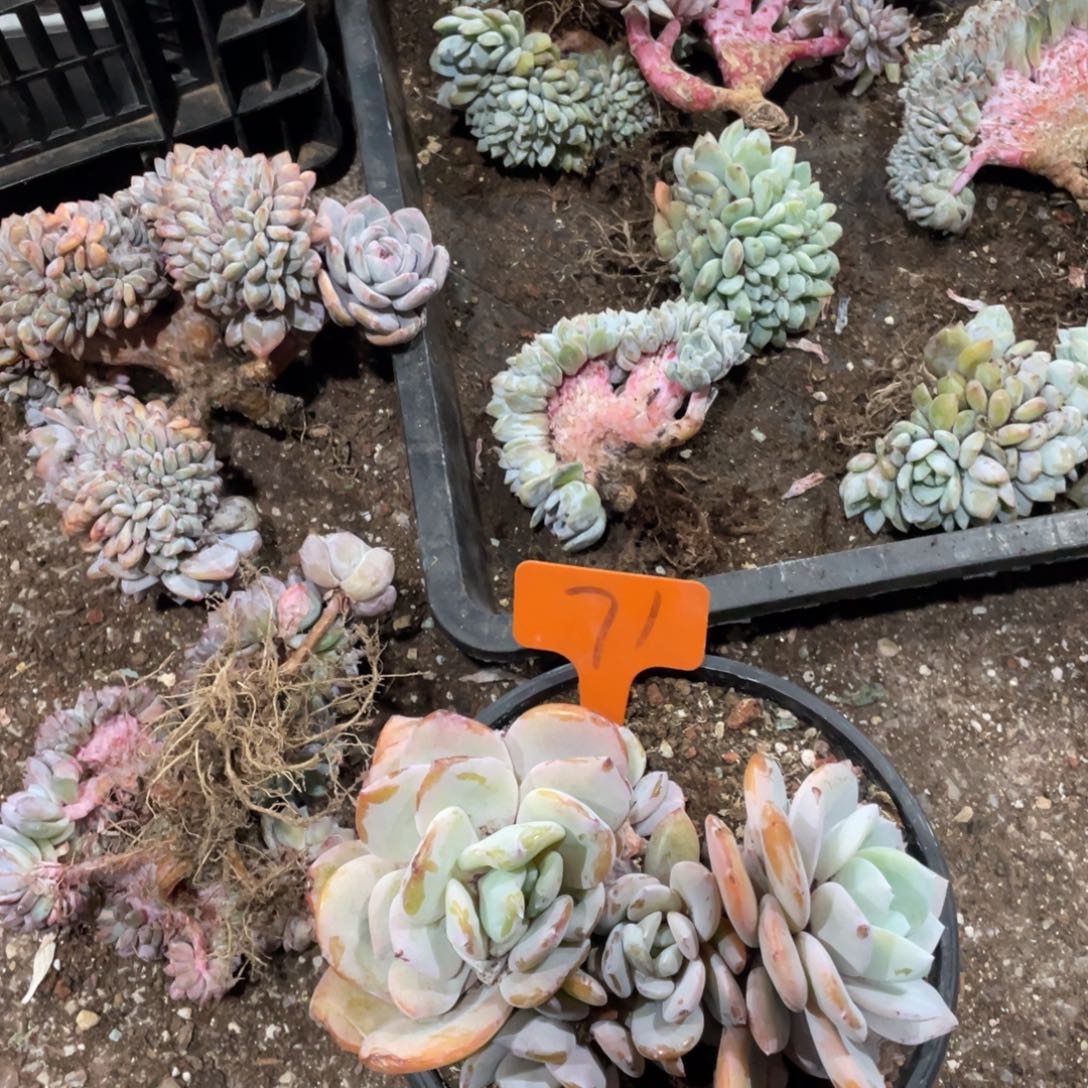 T****奶茶缀化多头群生71