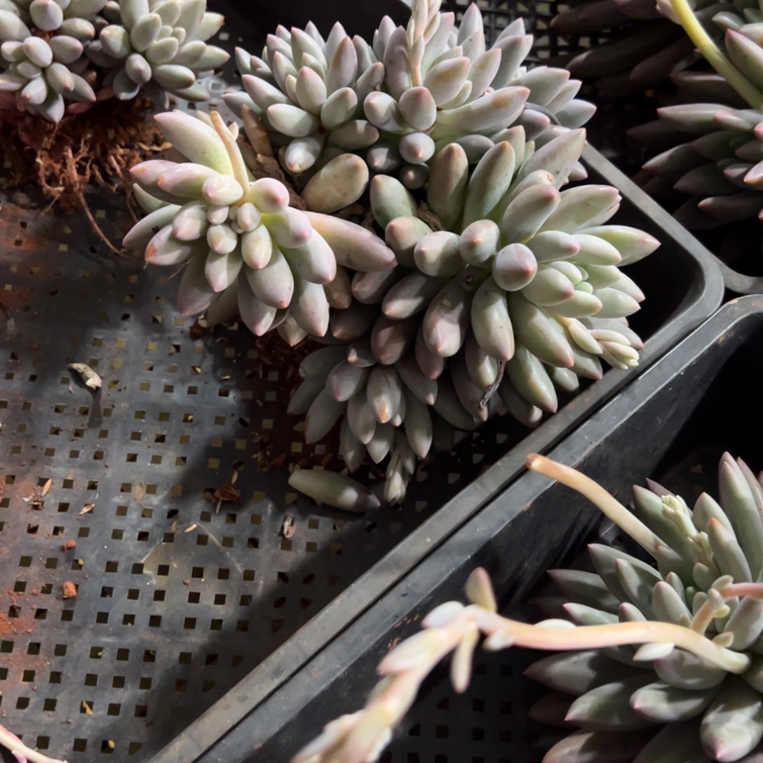 多肉植物二代白体鱼美人