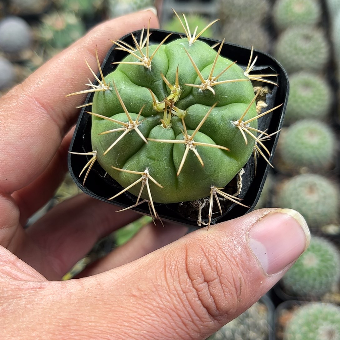 勇将单头发货单头发货