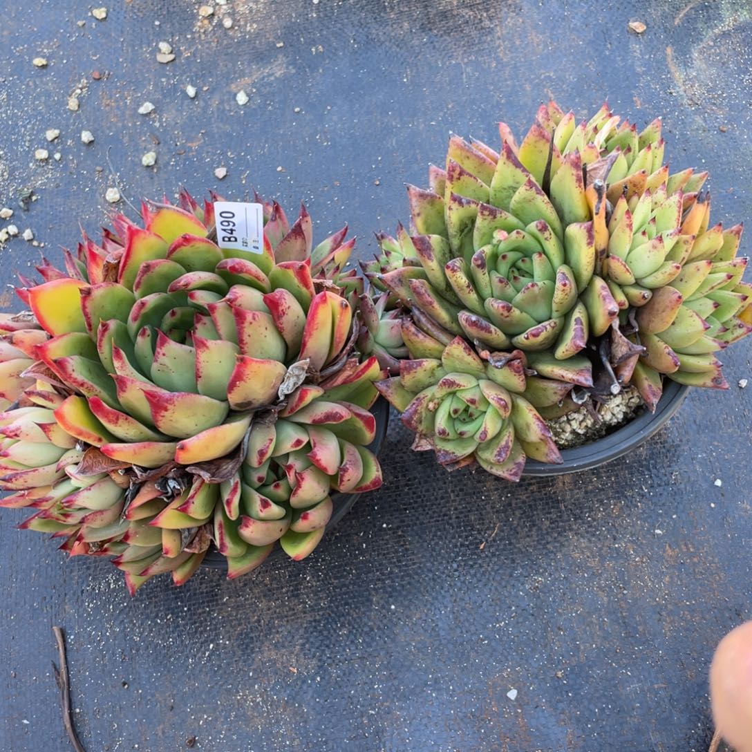 无花朵若如东云单拍B490