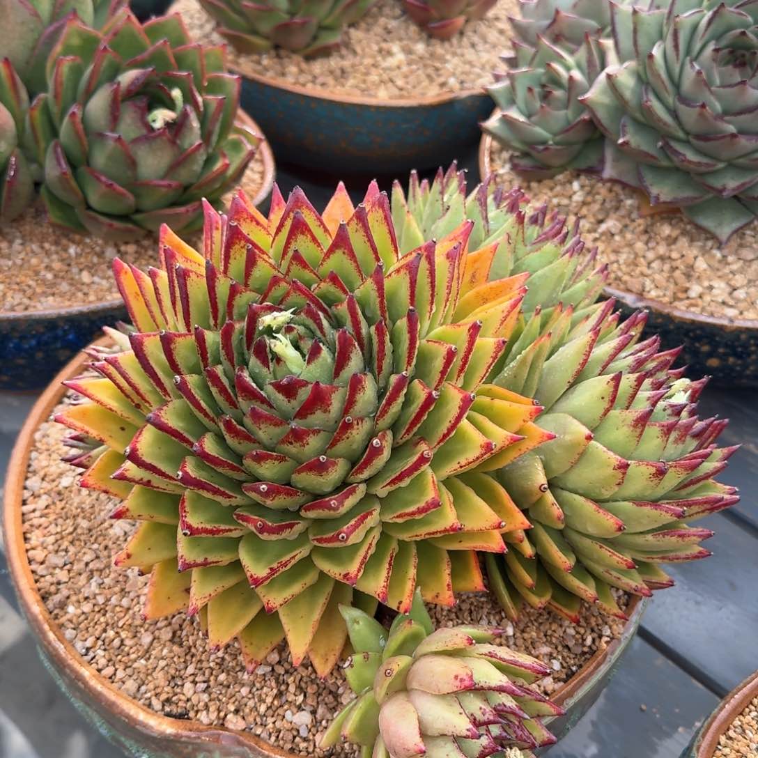 从前慢多肉精选编号0215.184