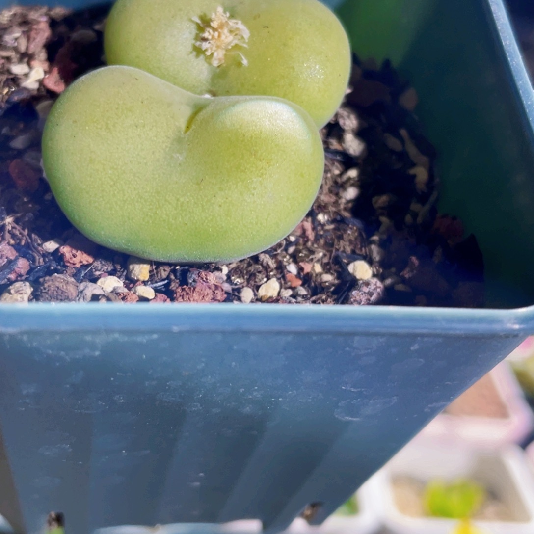 K***Y空卡植物一物一拍