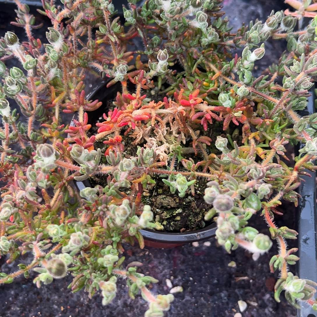 枝干狐尾大盆一个