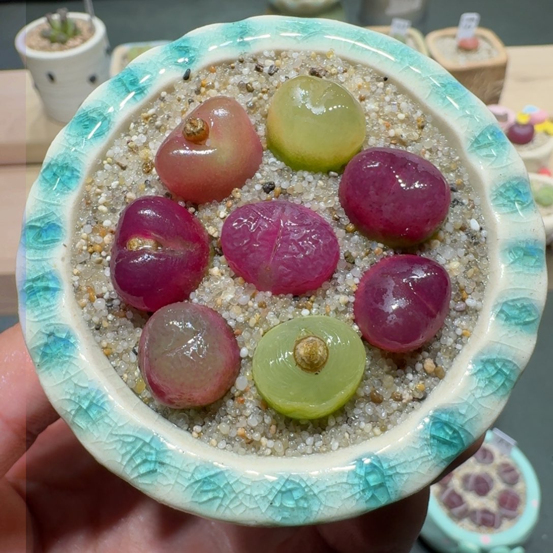 红陶蘑菇205彩拼