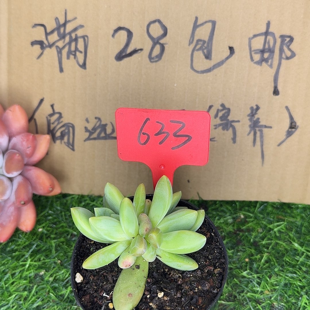 云南多肉小栈633朵唯奇