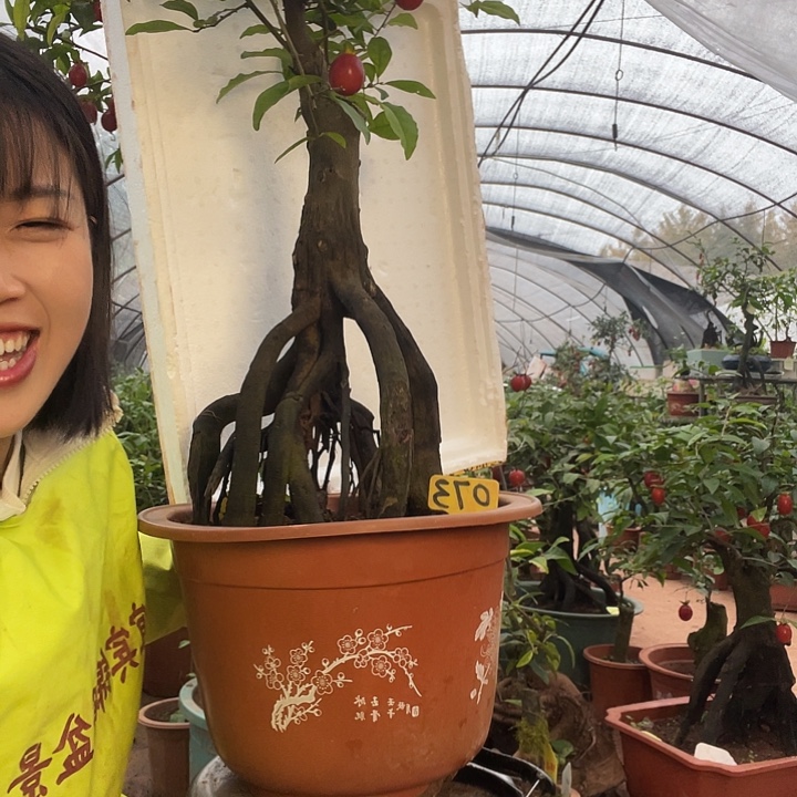 无花朵金弹子999888888