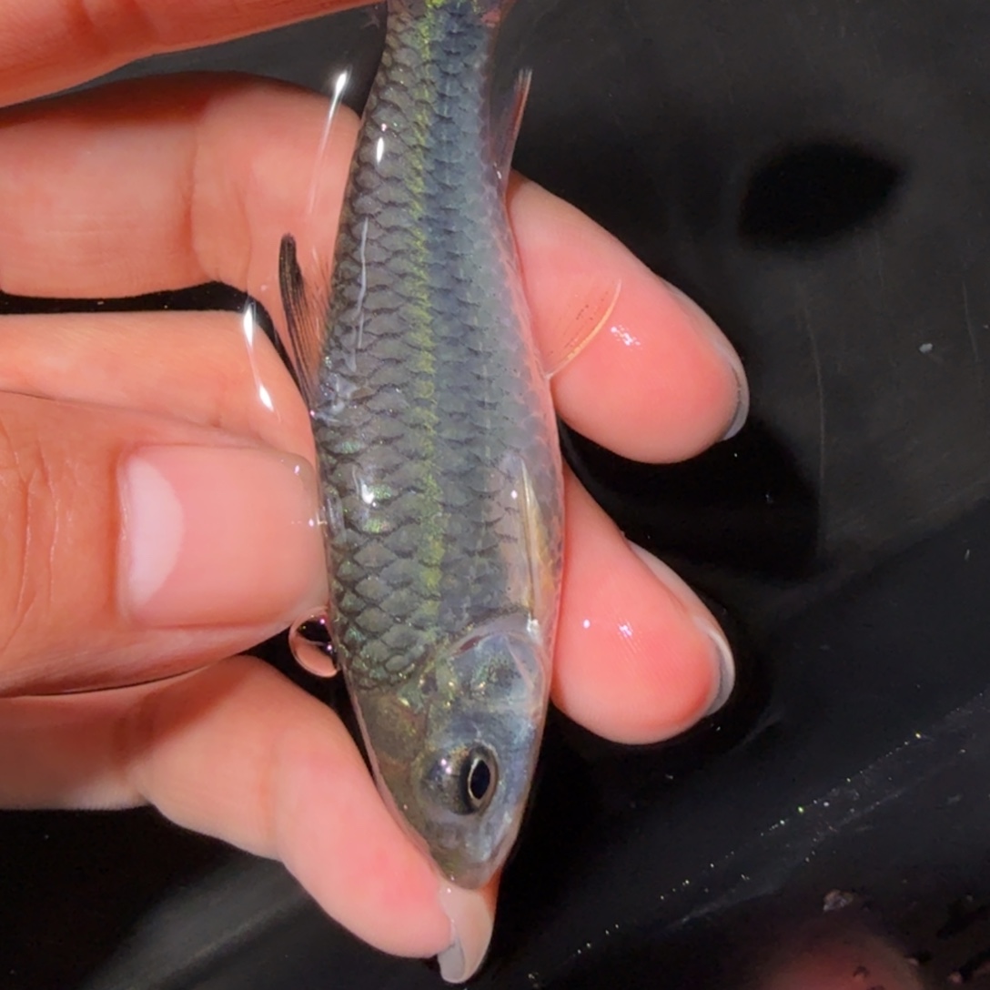 海水鱼蓝鳍  彩虹吉罗鱼