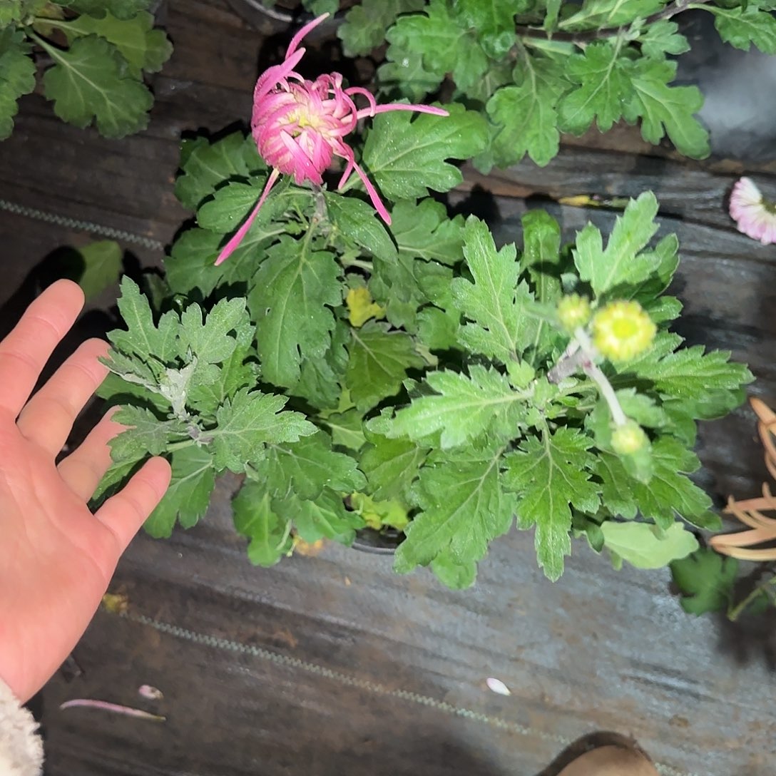 全部花朵宝翼多头一颗