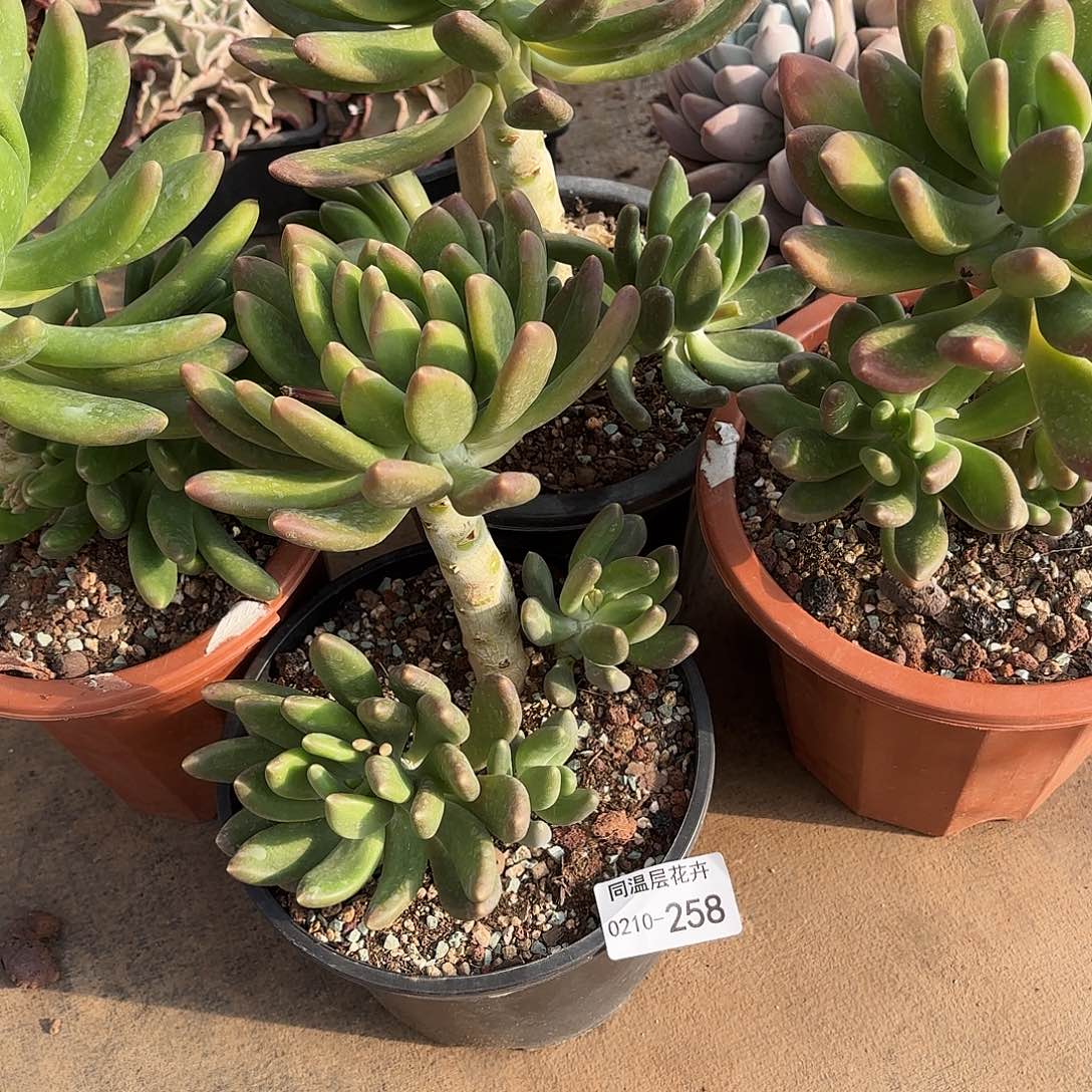 橘*子同温层多肉金蝉258四颗