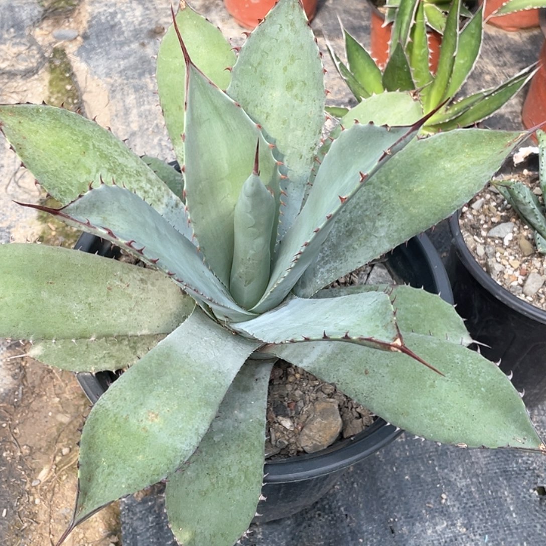 无花朵龙舌兰虚空高级灰