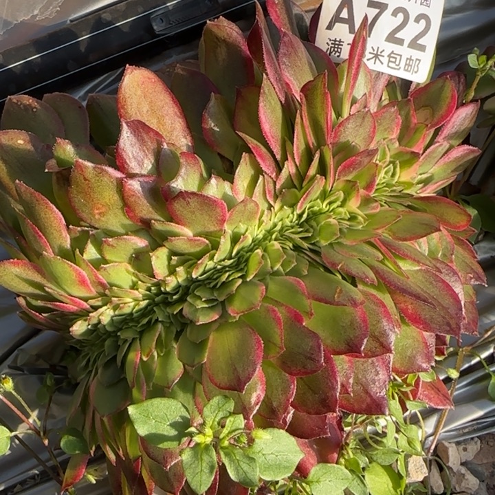 多肉法师海王缀化